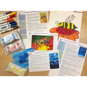 YA: Honey Bee & Whale